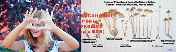 гашик Гусиноозёрск